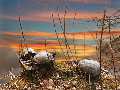 Familienausflug am Waldsee